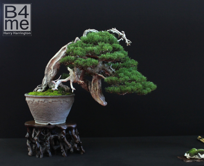 pine bonsai 